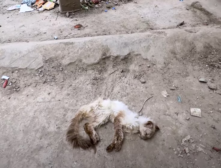 Save poor cat was living his last moments on the roadside but no one came to help him!.NgocChau