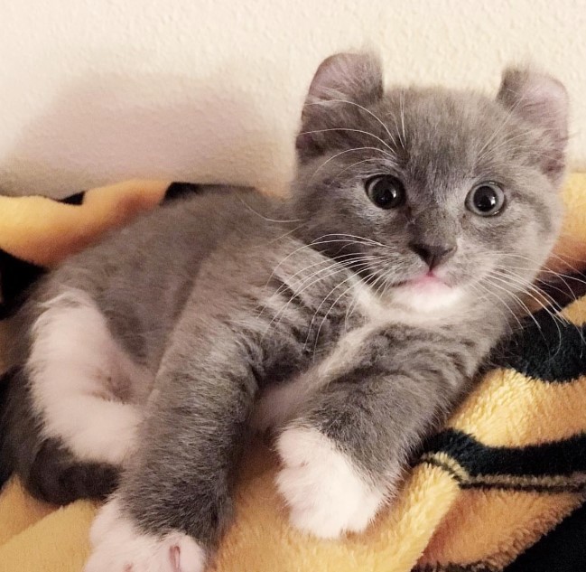 The Enchanting Kitten: Short Legs and Curled Ears Win the Hearts of Millions.NgocChau