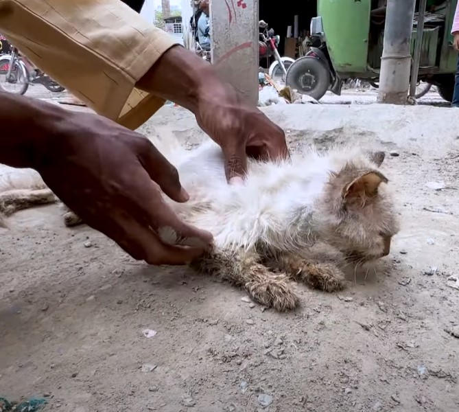 Save poor cat was living his last moments on the roadside but no one came to help him!.NgocChau