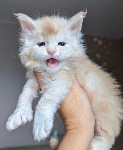 Heart-Melting Moments: 15 Captivating Photos of a Maine Coon Kitten.NgocChau