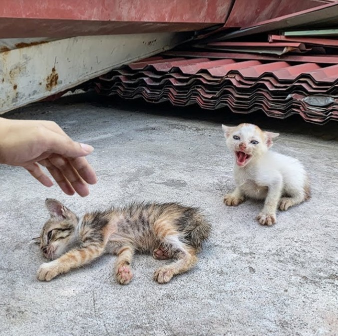 I rescued two abandoned kittens at a construction site who were crying looking for their mother.NgocChau