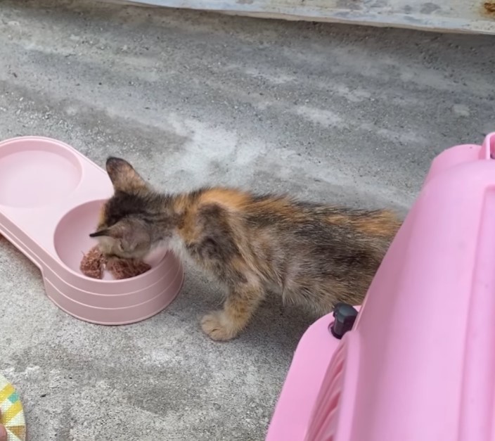 I rescued two abandoned kittens at a construction site who were crying looking for their mother.NgocChau