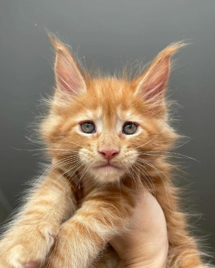 Heart-Melting Moments: 15 Captivating Photos of a Maine Coon Kitten.NgocChau