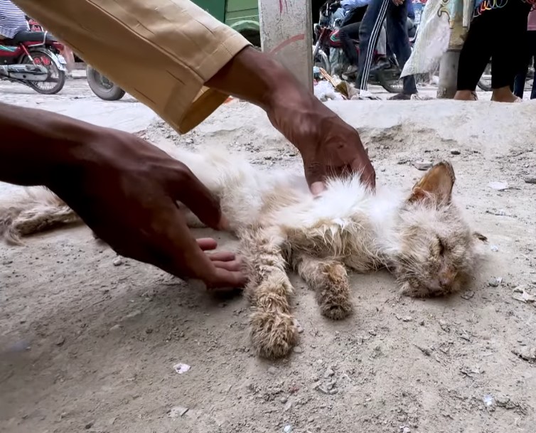 Save poor cat was living his last moments on the roadside but no one came to help him!.NgocChau