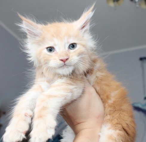 Heart-Melting Moments: 15 Captivating Photos of a Maine Coon Kitten.NgocChau