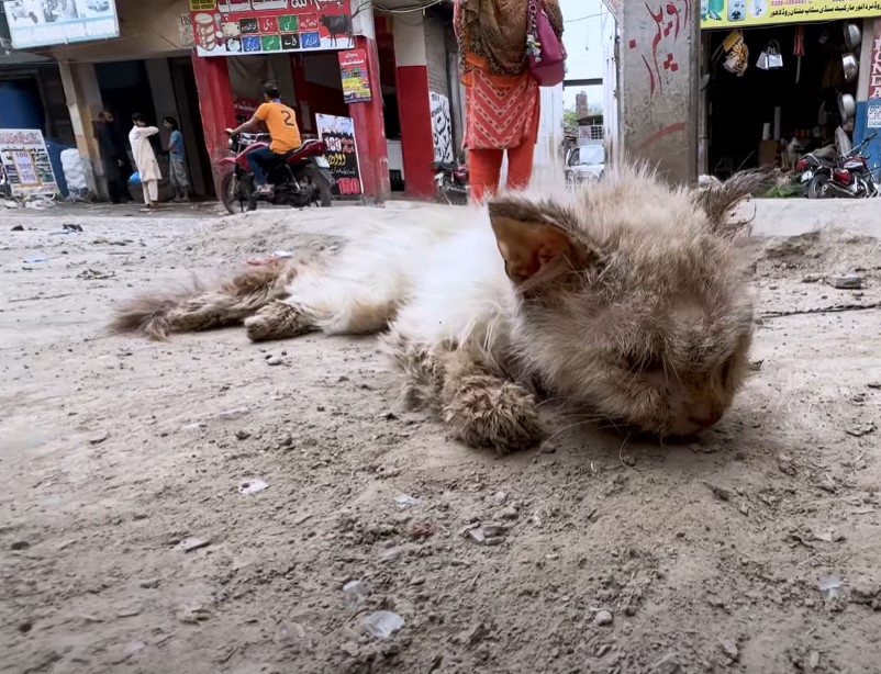 Save poor cat was living his last moments on the roadside but no one came to help him!.NgocChau