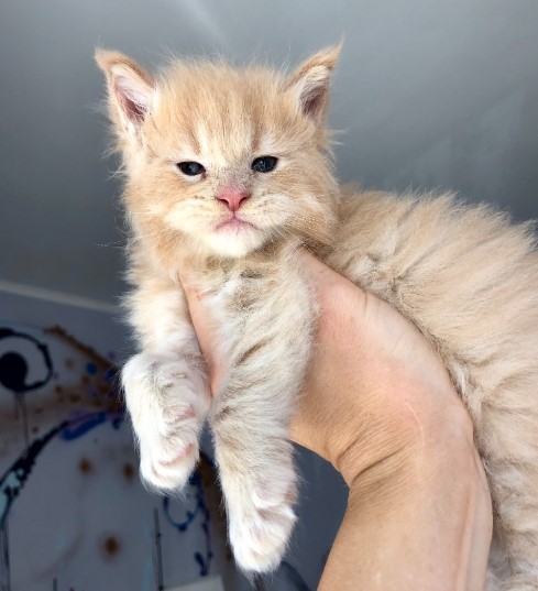 Heart-Melting Moments: 15 Captivating Photos of a Maine Coon Kitten.NgocChau