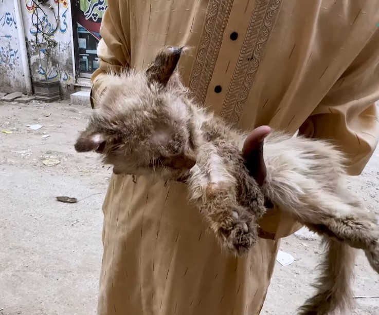 Save poor cat was living his last moments on the roadside but no one came to help him!.NgocChau