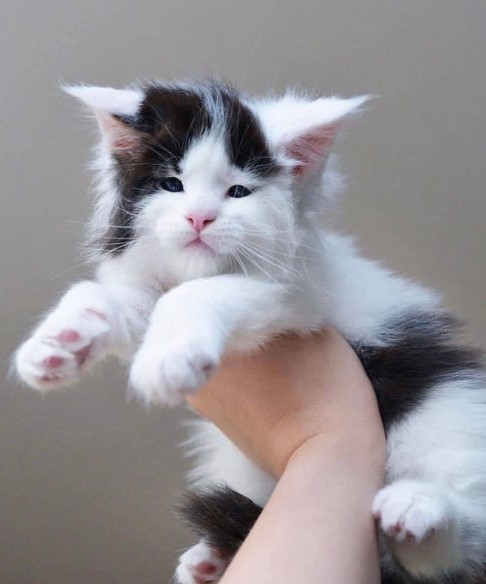 Heart-Melting Moments: 15 Captivating Photos of a Maine Coon Kitten.NgocChau