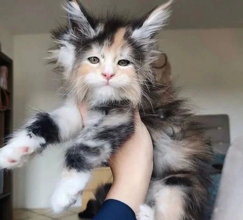 Heart-Melting Moments: 15 Captivating Photos of a Maine Coon Kitten.NgocChau