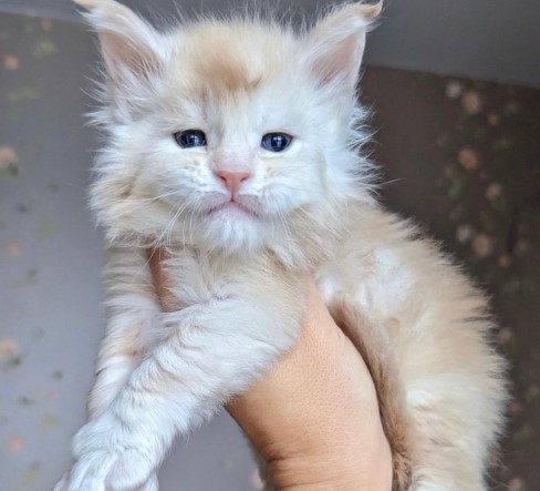 Heart-Melting Moments: 15 Captivating Photos of a Maine Coon Kitten.NgocChau