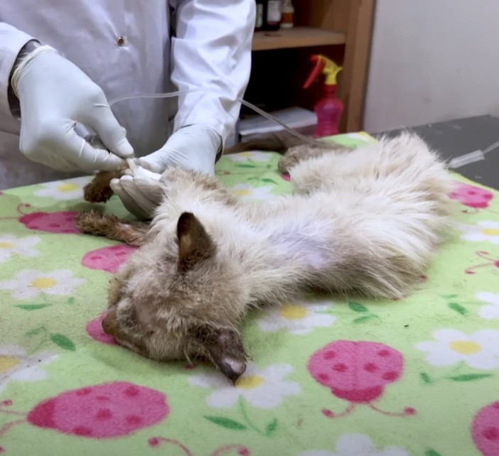 Save poor cat was living his last moments on the roadside but no one came to help him!.NgocChau