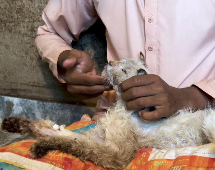 Save poor cat was living his last moments on the roadside but no one came to help him!.NgocChau