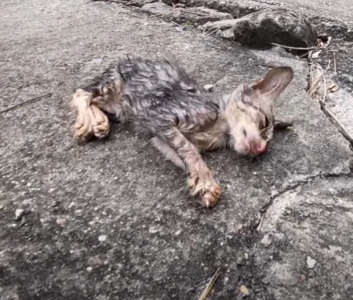 Desperate, abandoned on the brink: Exhausting and suffocating life, facing the cruel coldness of human indifference, please save this poor cat.NgocChau