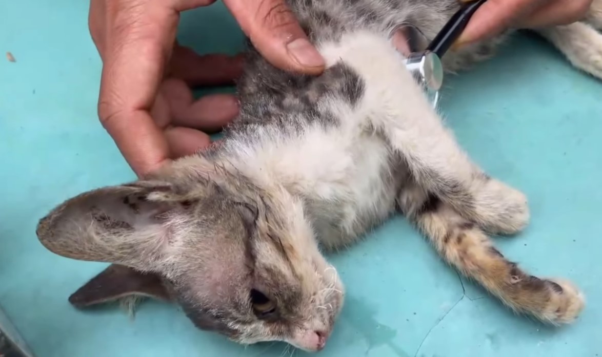 Desperate, abandoned on the brink: Exhausting and suffocating life, facing the cruel coldness of human indifference, please save this poor cat.NgocChau