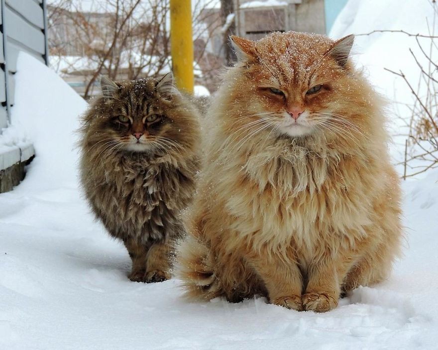 A group of Siberian cats invaded a farmer’s garden, and it turned out that their intentions were unintentionally good.NgocChau