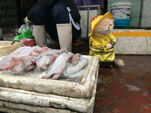 Meet The Cutest Fish Vendor In Vietnam Who Is Taking The Internet By Storm With His Adorable Pics