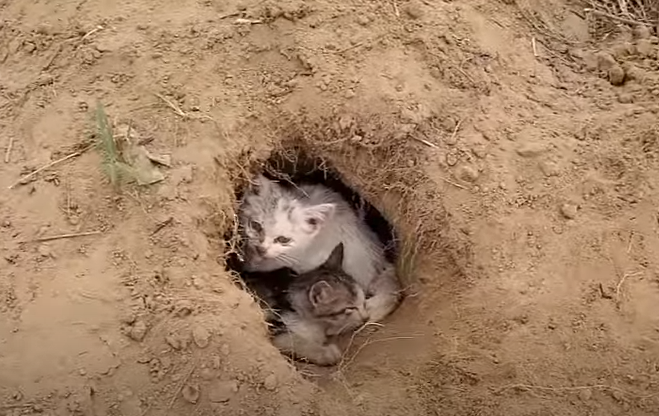 The big cat took care of his poor little brother in a small cave in the middle of a field.NgocChau