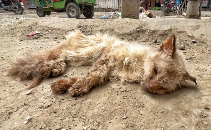 Save poor cat was living his last moments on the roadside but no one came to help him!.NgocChau