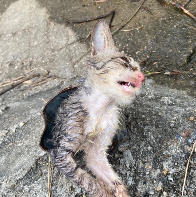 Desperate, abandoned on the brink: Exhausting and suffocating life, facing the cruel coldness of human indifference, please save this poor cat.NgocChau