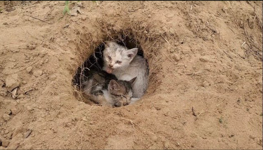 The big cat took care of his poor little brother in a small cave in the middle of a field.NgocChau