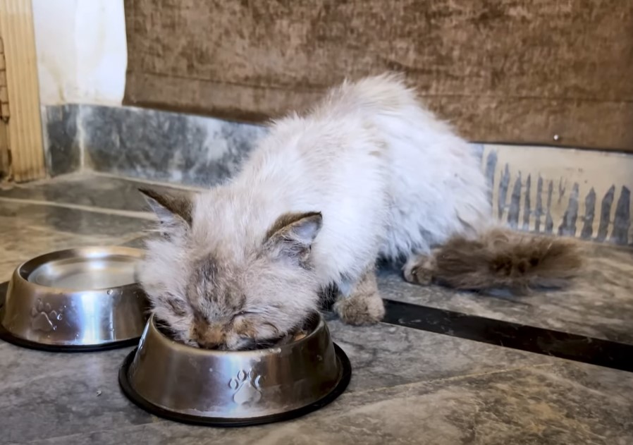 Save poor cat was living his last moments on the roadside but no one came to help him!.NgocChau