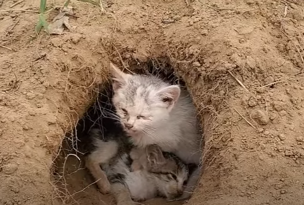 The big cat took care of his poor little brother in a small cave in the middle of a field.NgocChau