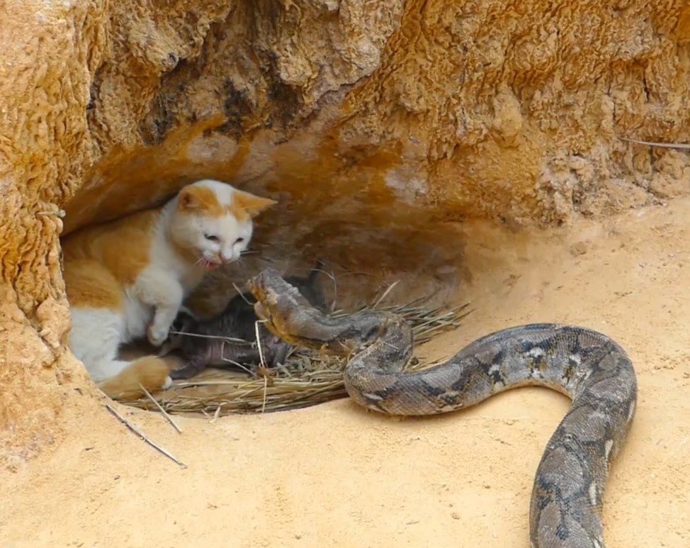 So fearsome and resilient: A mother cat’s heroic fight against a deadly cobra, protecting her defenseless kittens in her deep sleep.NgocChau