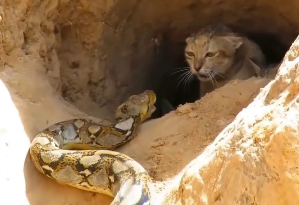 So fearsome and resilient: A mother cat’s heroic fight against a deadly cobra, protecting her defenseless kittens in her deep sleep.NgocChau