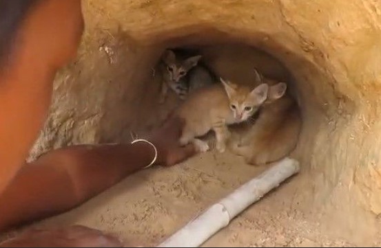 So fearsome and resilient: A mother cat’s heroic fight against a deadly cobra, protecting her defenseless kittens in her deep sleep.NgocChau