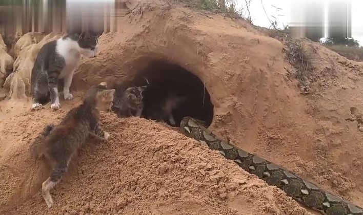 So fearsome and resilient: A mother cat’s heroic fight against a deadly cobra, protecting her defenseless kittens in her deep sleep.NgocChau