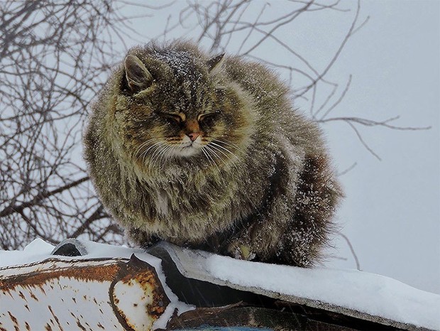 A group of Siberian cats invaded a farmer’s garden, and it turned out that their intentions were unintentionally good.NgocChau