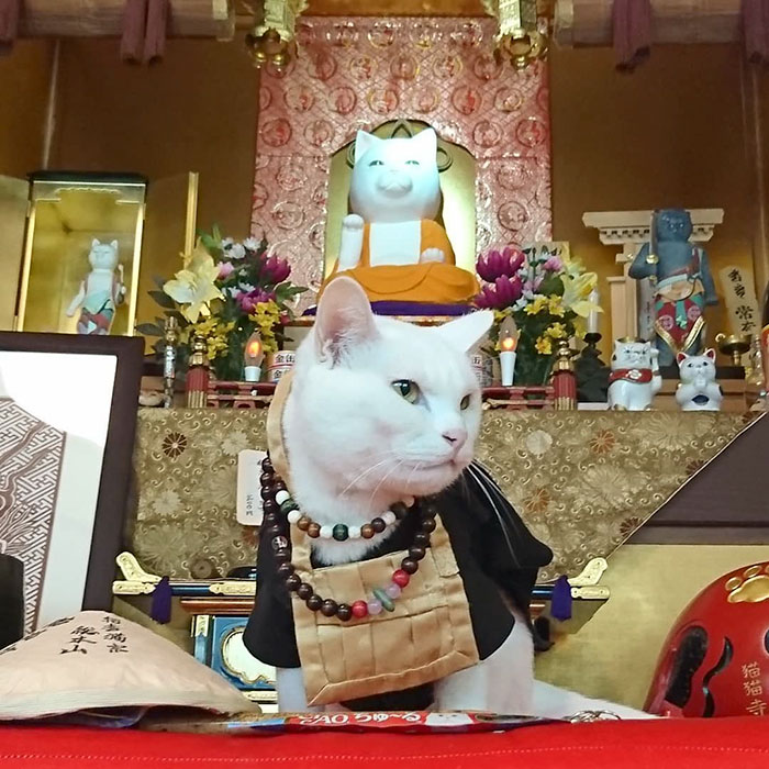 Cats Showcasing Their Ultimate Mastery in a Unique Manner at a Japanese Temple.NgocChau