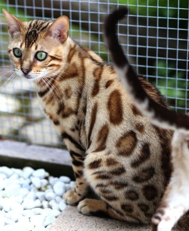 Capturing adorable moments of Bengal cats playing together makes millions of hearts melt.NgocChau