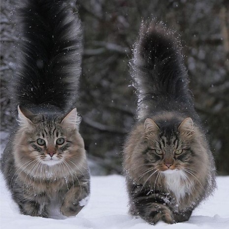 Whiskers and Whimsy: Exploring the Enchanting World of Finnish Felines Through 30 Captivating Photos.NgocChau