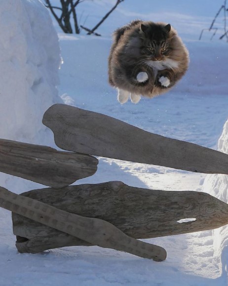 Whiskers and Whimsy: Exploring the Enchanting World of Finnish Felines Through 30 Captivating Photos.NgocChau