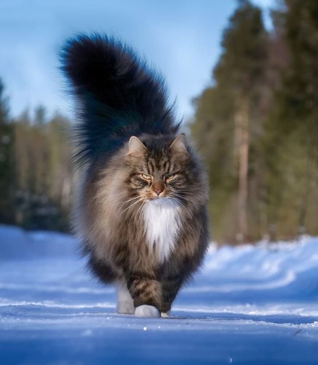 Whiskers and Whimsy: Exploring the Enchanting World of Finnish Felines Through 30 Captivating Photos.NgocChau