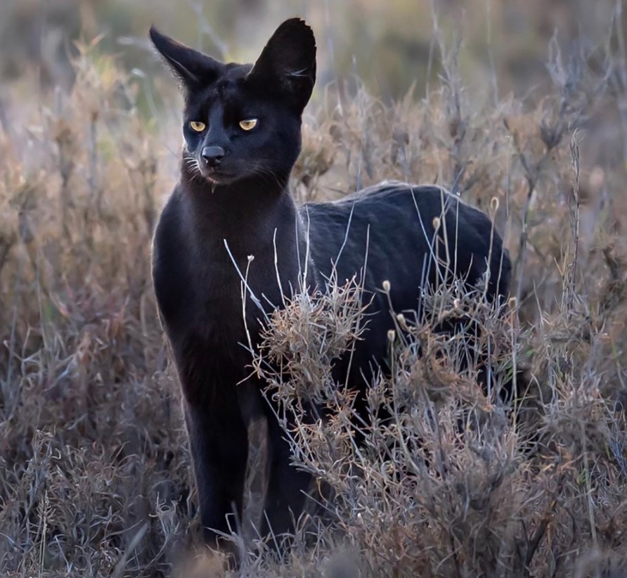 Discover the legendary African black cat with its captivating appearance.NgocChau