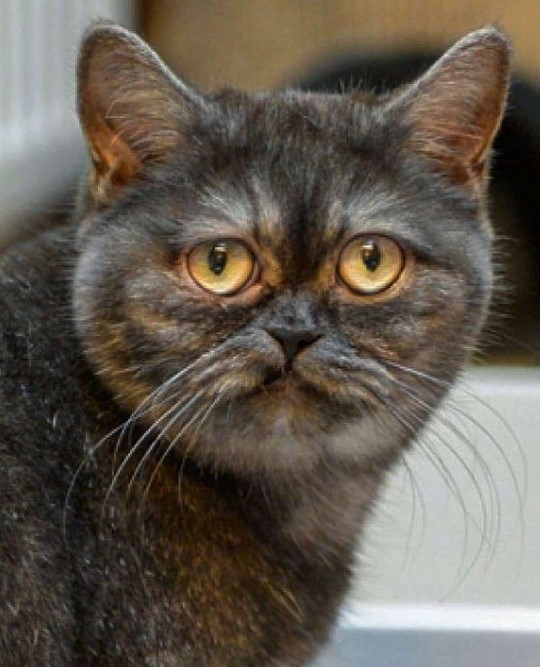 Unnoticed Charmer: Cat at the Shelter Often Overlooked Due to Her Sultry Expression.NgocChau