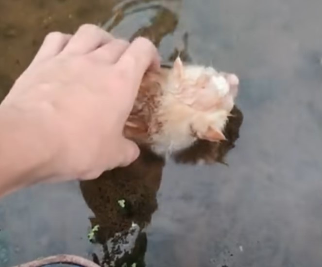 Left in the sewer, 4 poor kittens almost fainted when the sewer water rose up to their noses.NgocChau