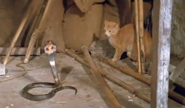 Saviors in Fur: The cats’ heroic battle against the killer Cobras to protect their owner’s daughter strikes a deep emotional chord.NgocChau