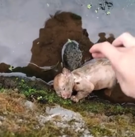 Left in the sewer, 4 poor kittens almost fainted when the sewer water rose up to their noses.NgocChau