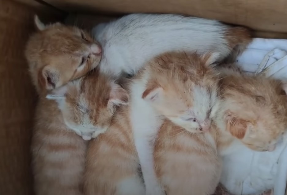 Left in the sewer, 4 poor kittens almost fainted when the sewer water rose up to their noses.NgocChau