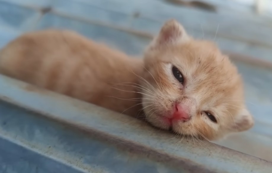 Left in the sewer, 4 poor kittens almost fainted when the sewer water rose up to their noses.NgocChau