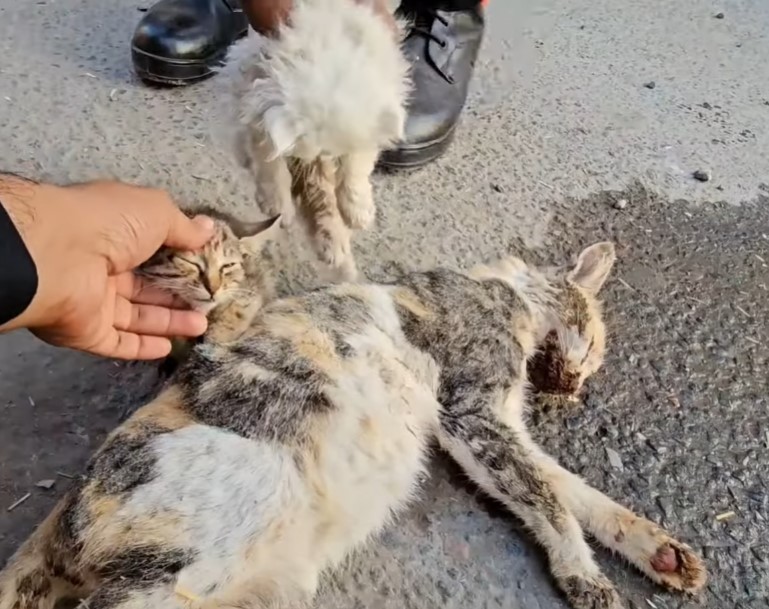 The image of two cats bursting into tears, refusing to leave and protecting the mother cat with no signs of life has touched the hearts of millions of people.NgocChau