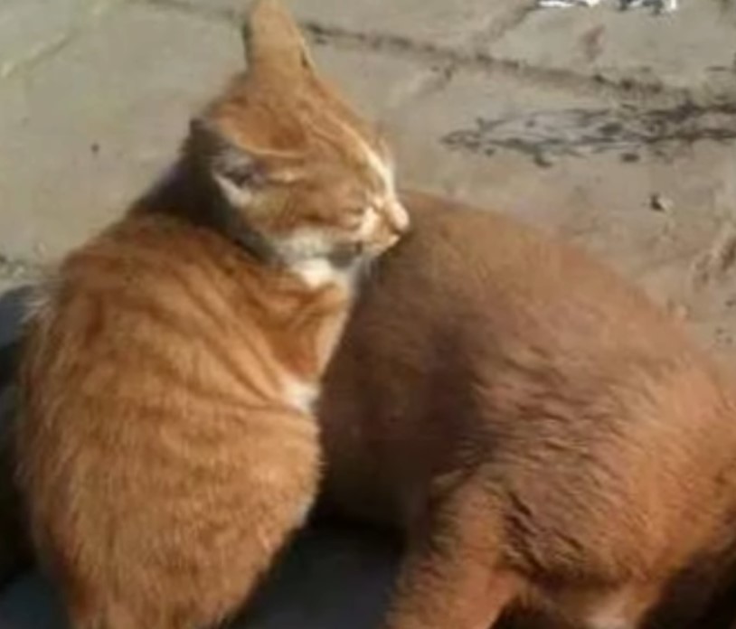 The dog was lying on the ground and not breathing! When my cat friend saw this, he cried!.NgocChau