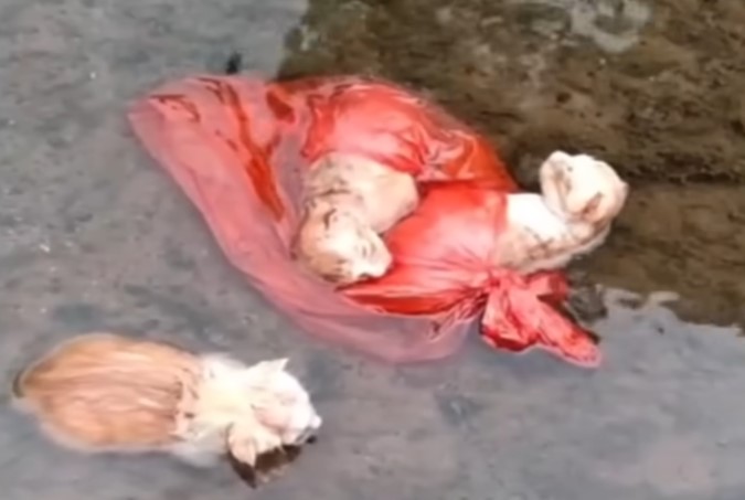 Left in the sewer, 4 poor kittens almost fainted when the sewer water rose up to their noses.NgocChau