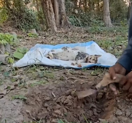 The image of two cats bursting into tears, refusing to leave and protecting the mother cat with no signs of life has touched the hearts of millions of people.NgocChau