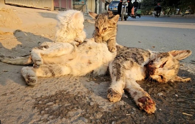 The image of two cats bursting into tears, refusing to leave and protecting the mother cat with no signs of life has touched the hearts of millions of people.NgocChau