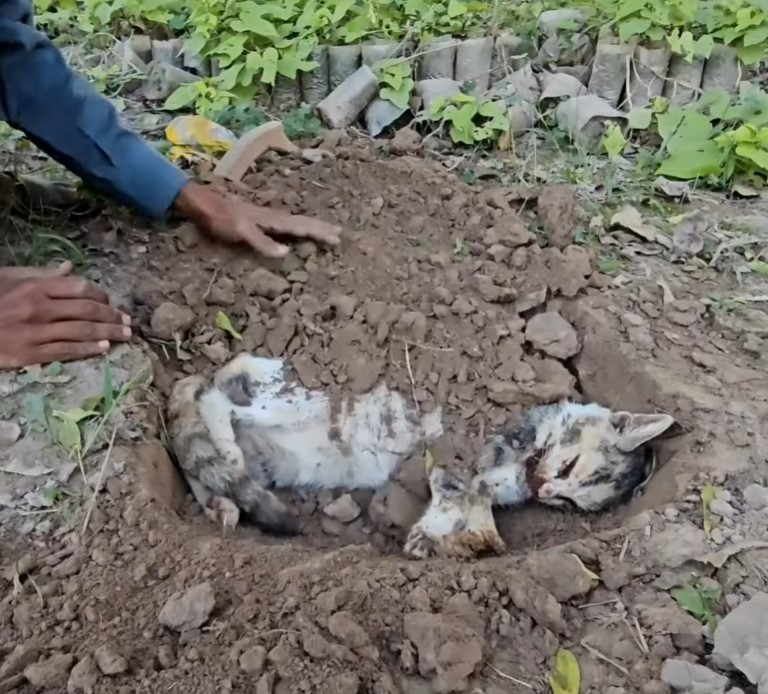 The image of two cats bursting into tears, refusing to leave and protecting the mother cat with no signs of life has touched the hearts of millions of people.NgocChau